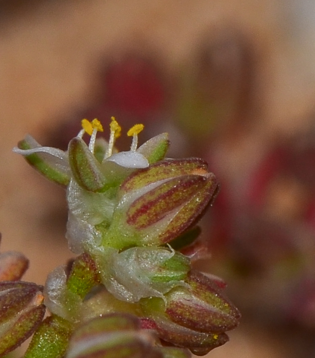 Image of Polycarpon succulentum specimen.