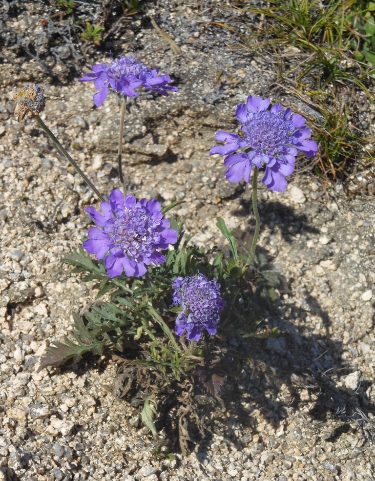 Image of Scabiosa lachnophylla specimen.