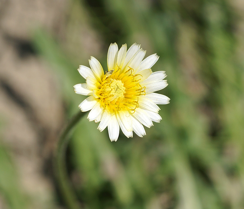 Изображение особи Taraxacum leucanthum.