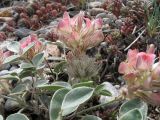 Hedysarum acutifolium