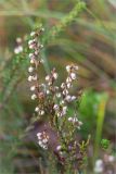 Calluna vulgaris. Верхушка плодоносящего растения. Ленинградская обл., Ломоносовский р-н, болото в долине р. Шингарка. 12.10.2014.