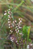 Calluna vulgaris