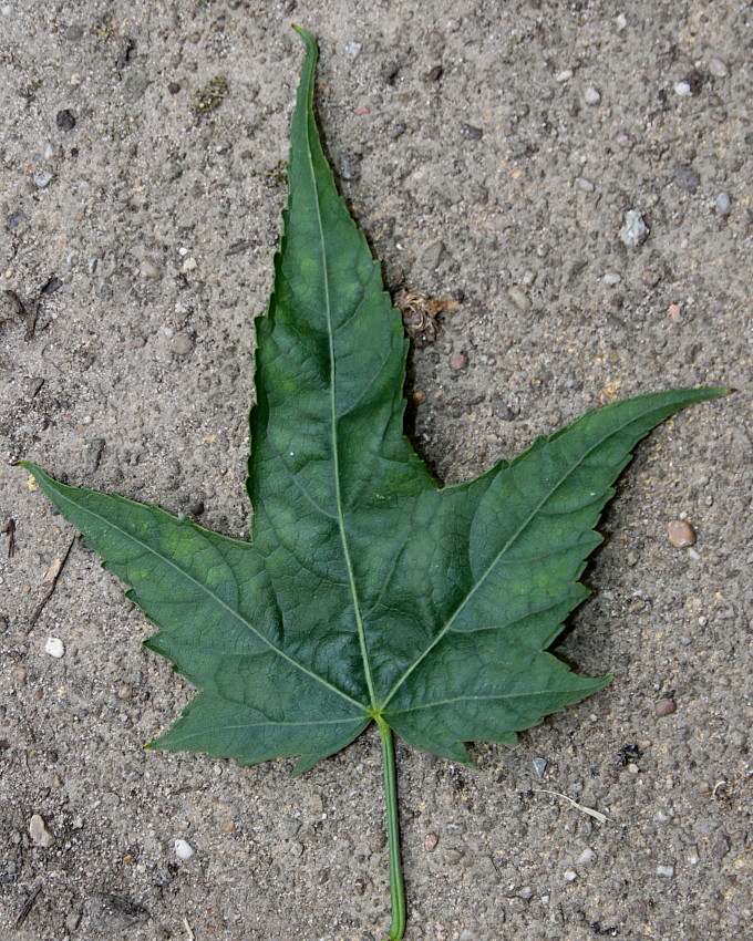 Image of Sida hermaphrodita specimen.