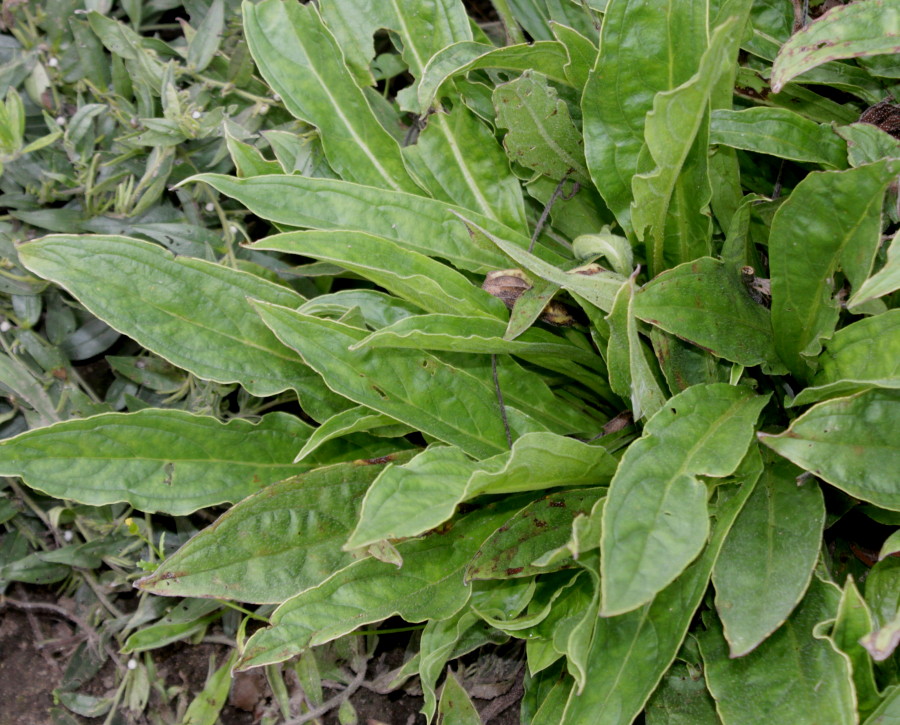 Изображение особи Lindelofia longiflora.