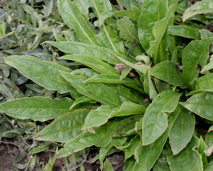 Image of Lindelofia longiflora specimen.