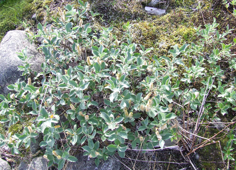 Image of Salix lanata specimen.