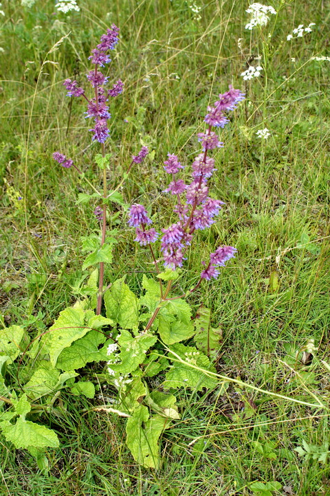 Изображение особи Salvia verticillata.