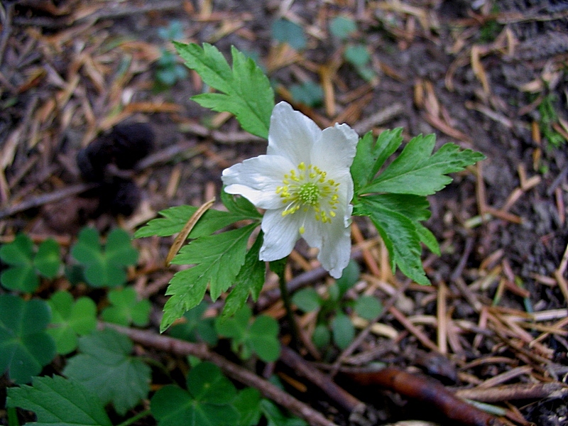 Image of Anemone nemorosa specimen.