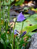Campanula biebersteiniana