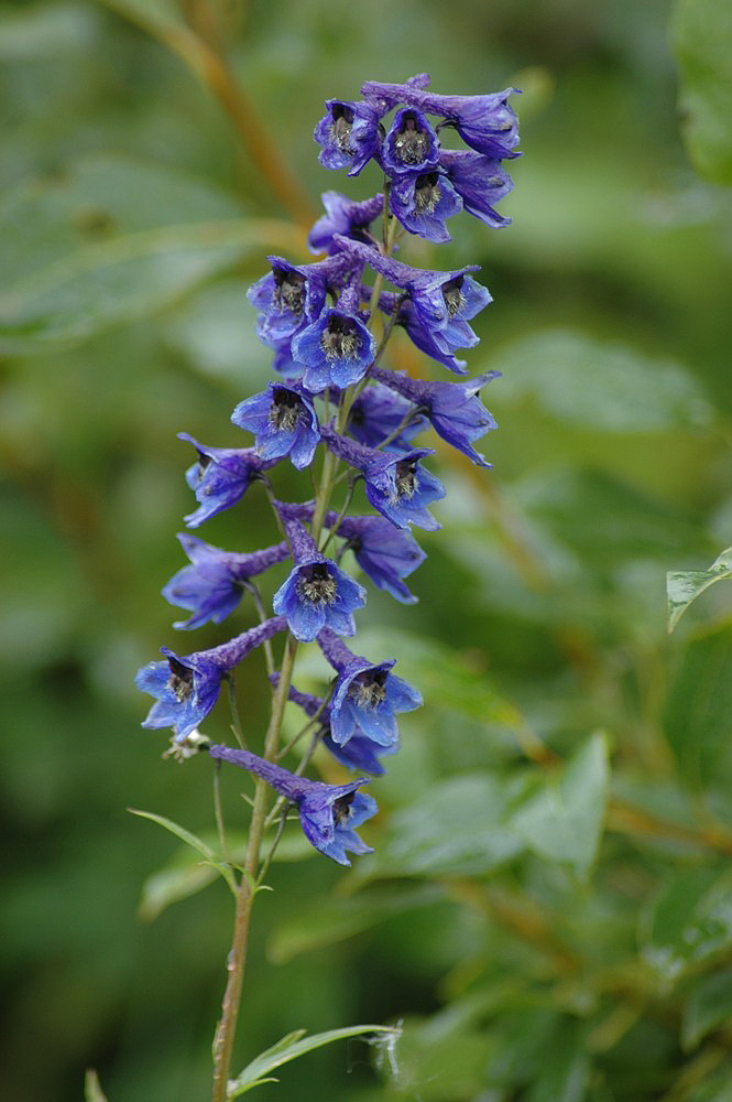 Изображение особи Delphinium elatum.