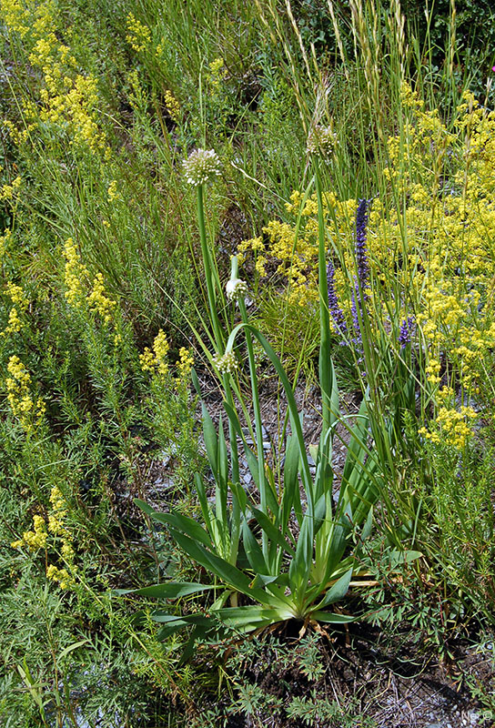 Image of Allium nutans specimen.