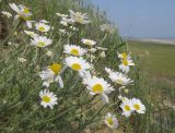 Anthemis ruthenica