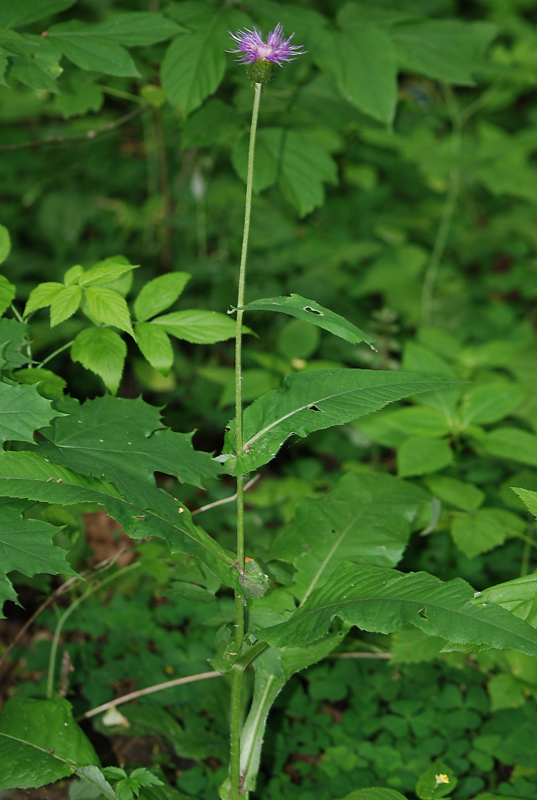 Image of Cirsium heterophyllum specimen.
