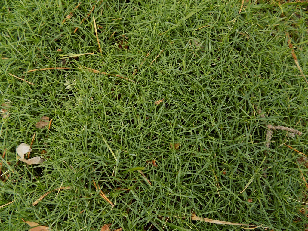 Image of Dianthus arenarius specimen.