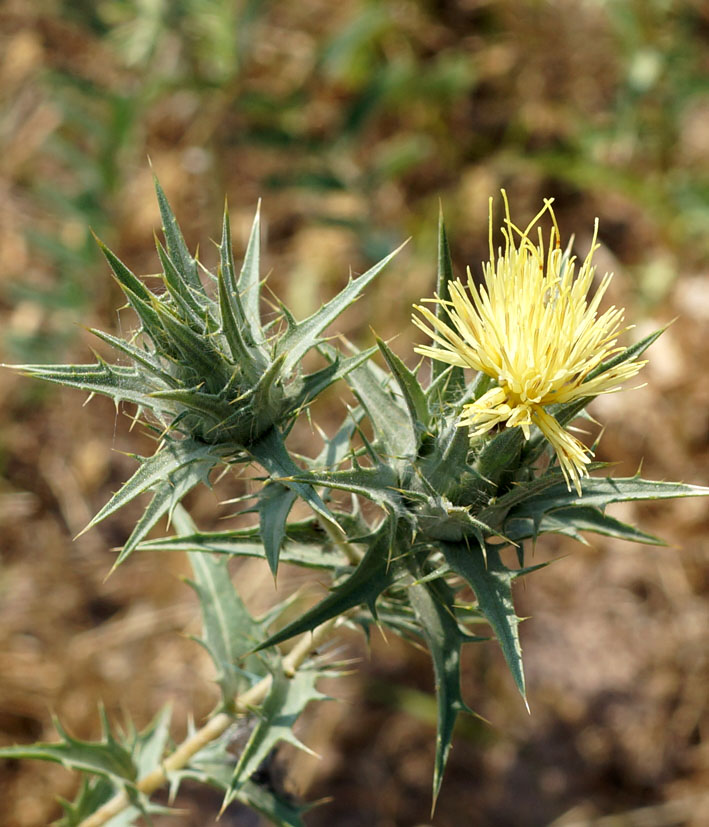 Изображение особи Carthamus &times; turkestanicus.