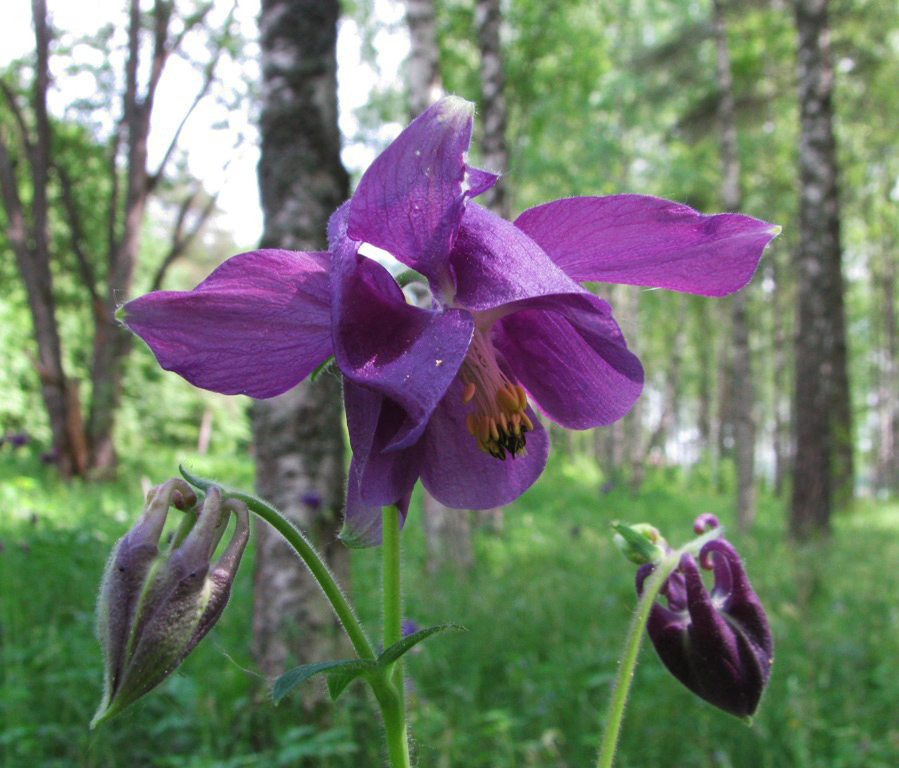 Image of Aquilegia vulgaris specimen.