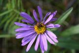 Aster alpinus