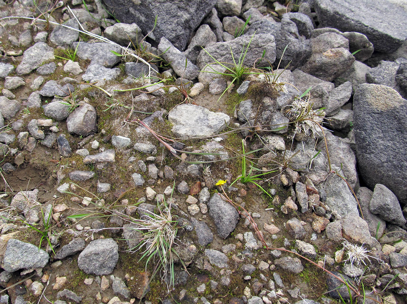 Image of Isoetes asiatica specimen.