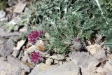 Oxytropis trichocalycina