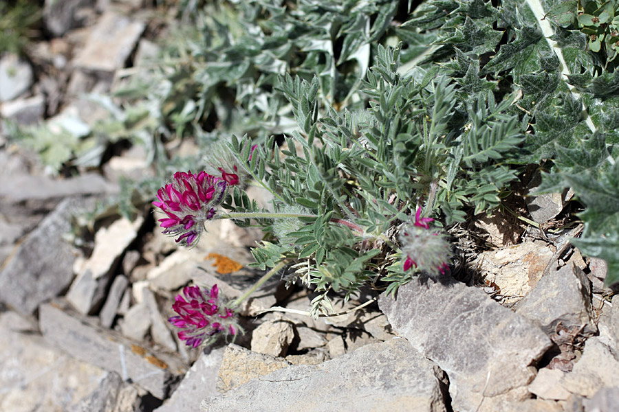 Image of Oxytropis trichocalycina specimen.