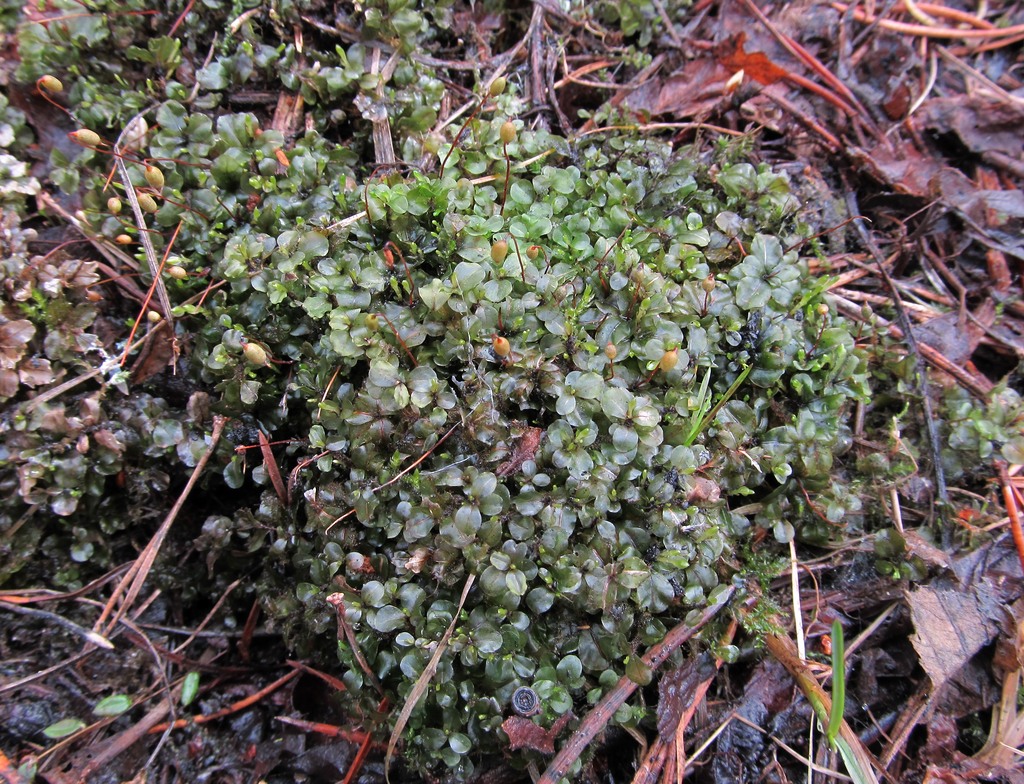 Изображение особи Rhizomnium punctatum.