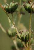 Filipendula vulgaris