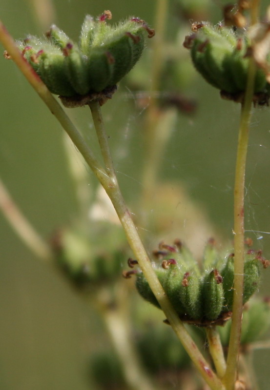 Image of Filipendula vulgaris specimen.