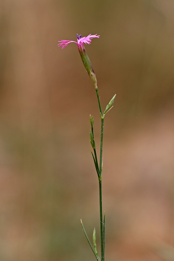 Image of Dianthus karataviensis specimen.