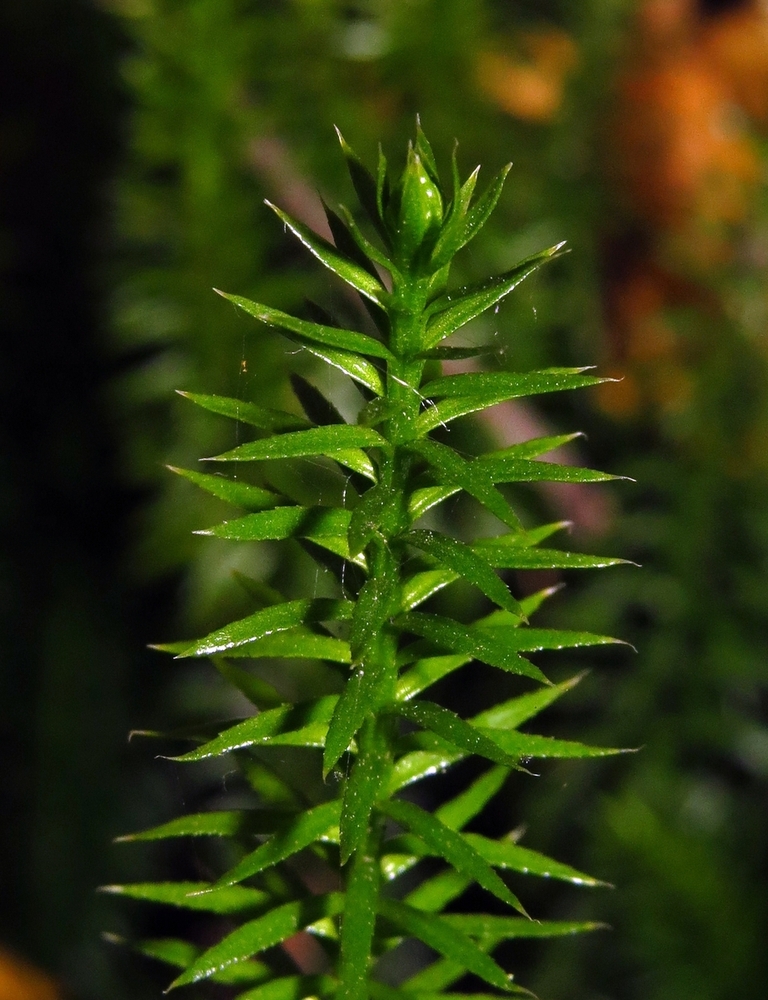 Изображение особи Lycopodium annotinum.