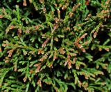 Thuja occidentalis