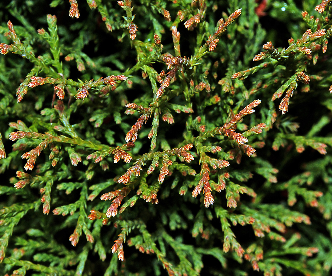 Изображение особи Thuja occidentalis.