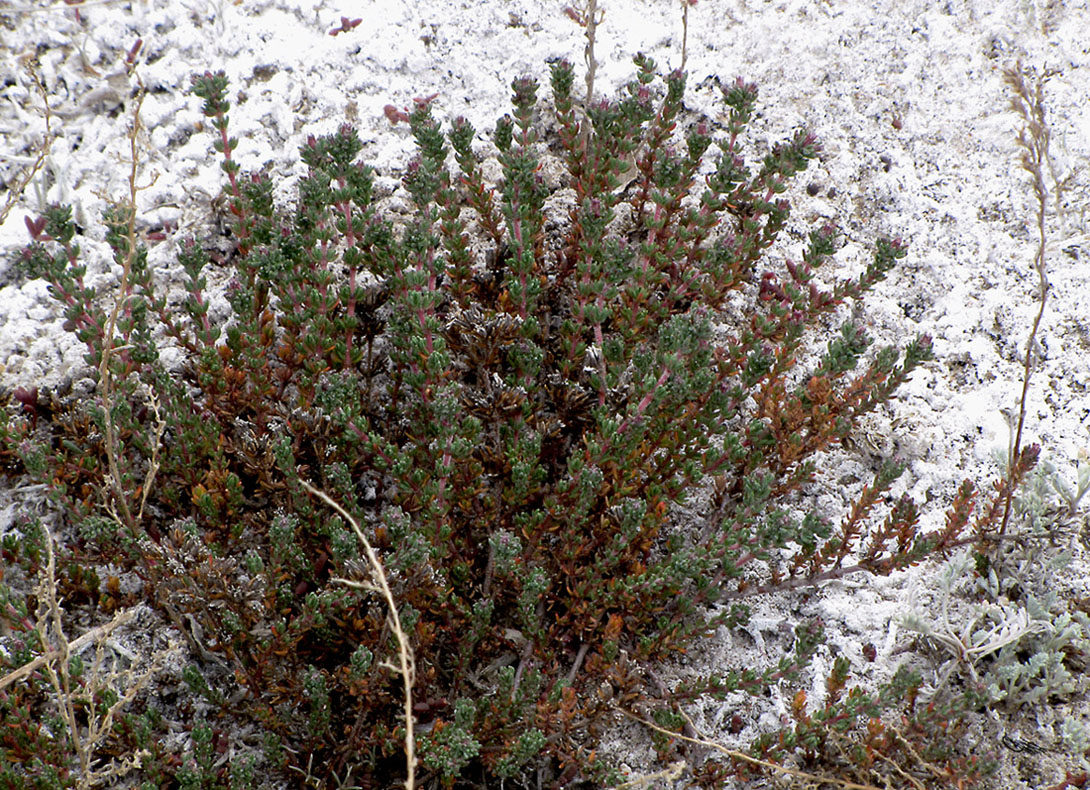 Image of Frankenia hirsuta specimen.