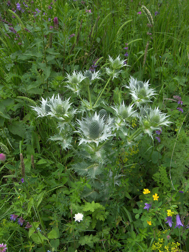 Изображение особи Eryngium giganteum.