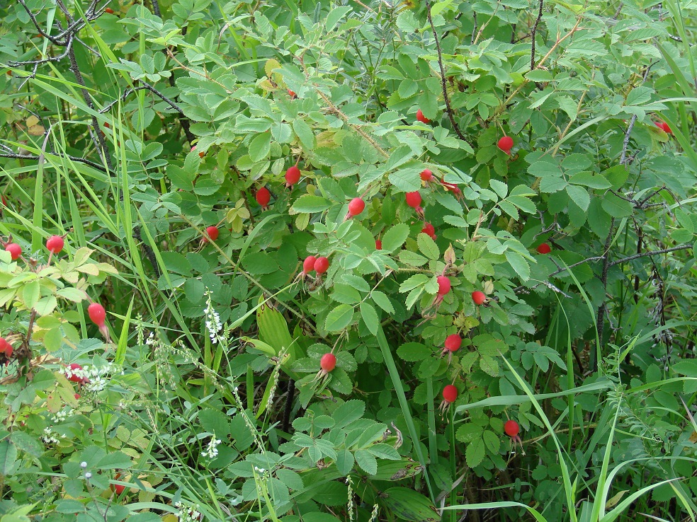 Изображение особи Rosa acicularis.