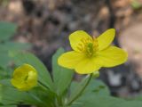 Anemone ranunculoides. Цветки. Днепропетровская обл., балка бассейна р. Самоткани. 18.04.2009.