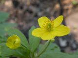 Anemone ranunculoides