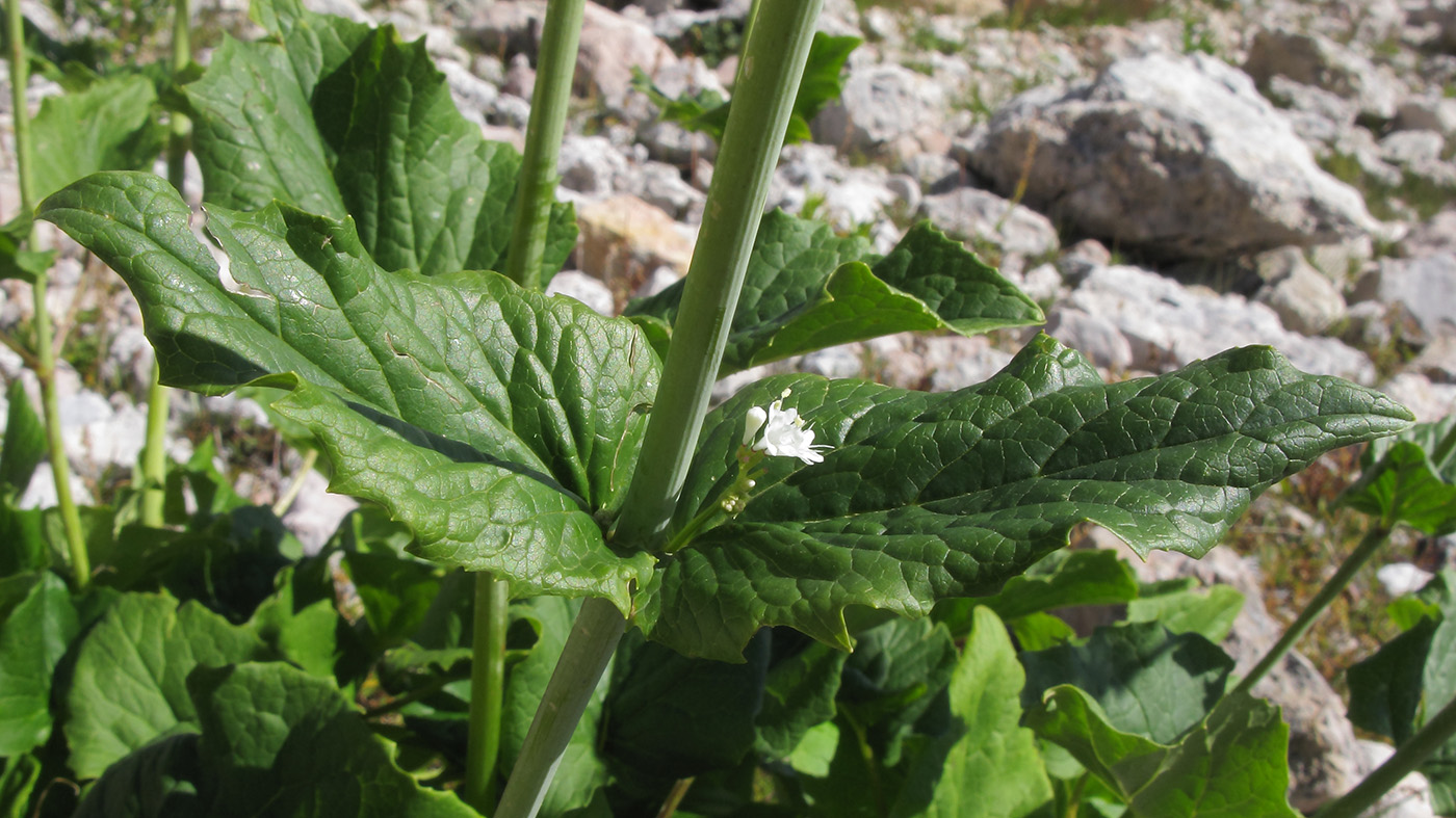 Изображение особи Valeriana alliariifolia.