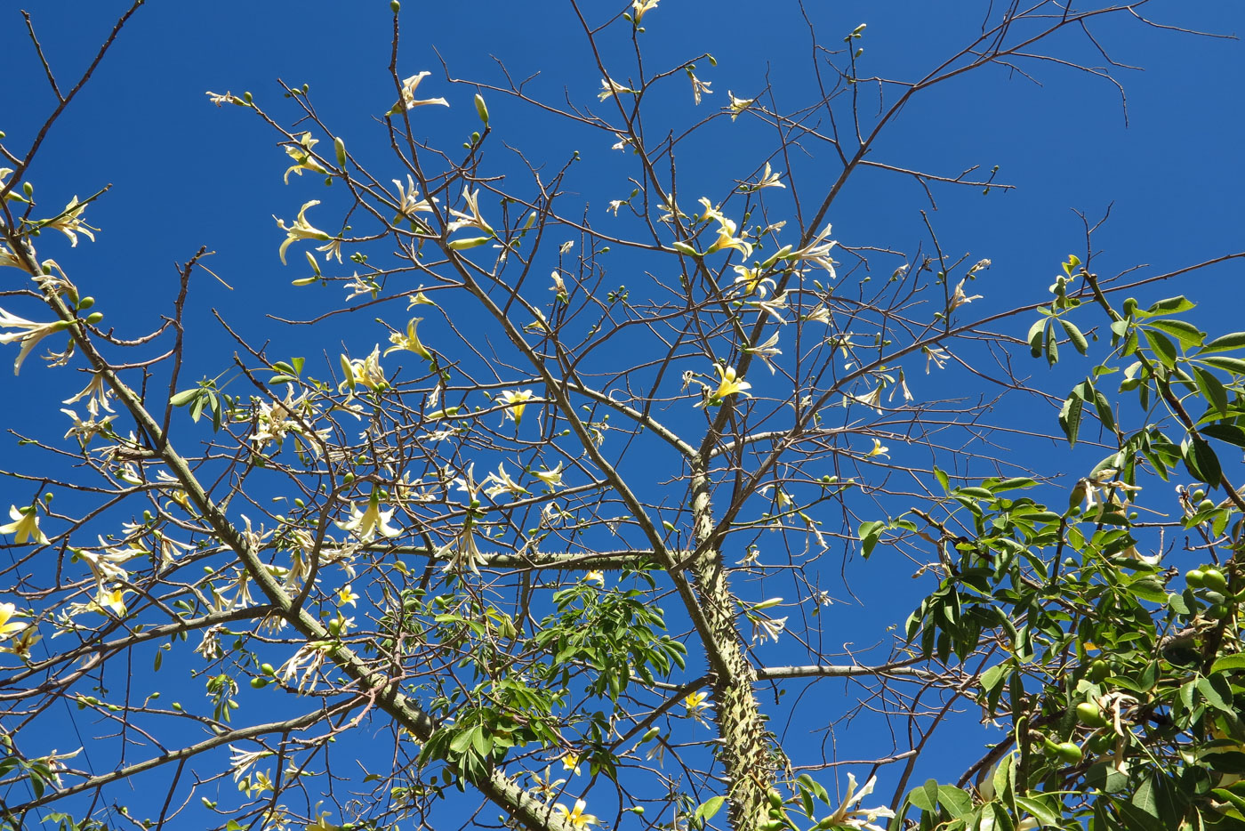 Изображение особи Ceiba insignis.