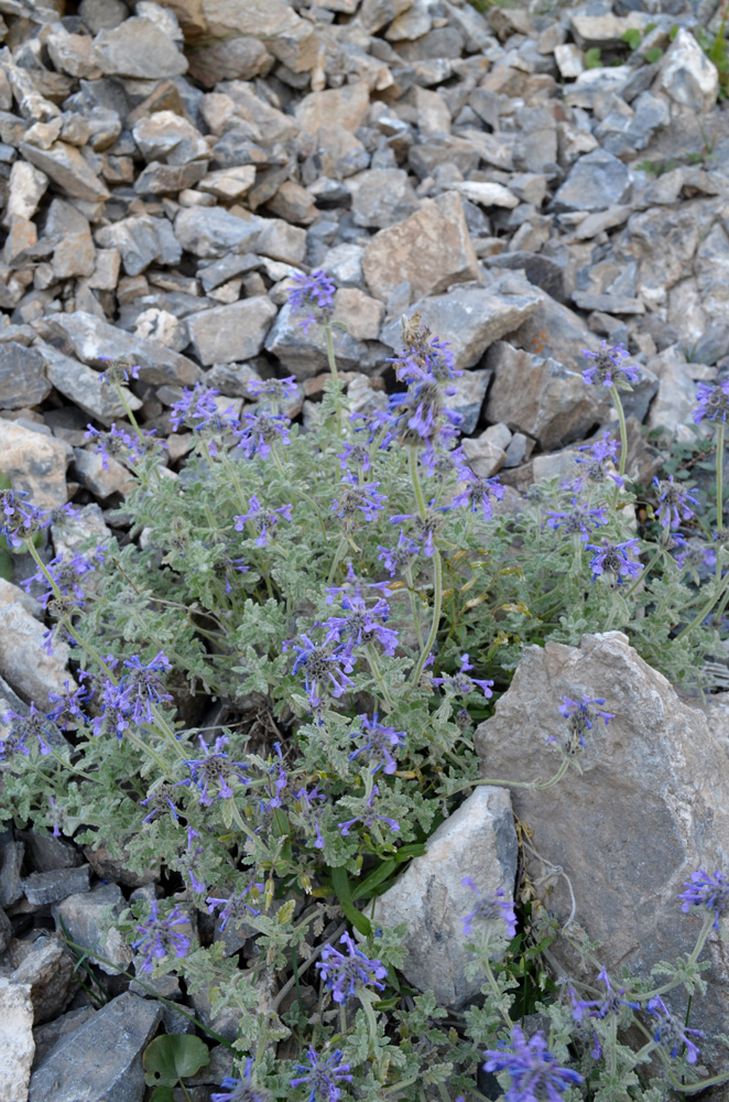 Изображение особи Nepeta kokanica.