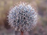 Echinops chantavicus