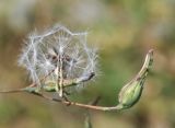 Lactuca serriola