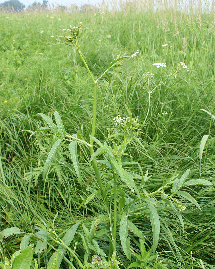 Изображение особи Sium latifolium.