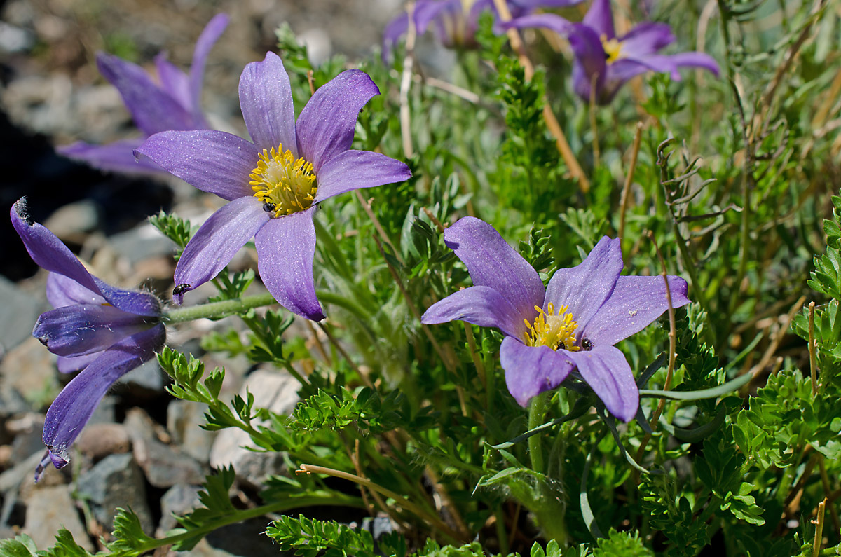 Image of Pulsatilla bungeana specimen.