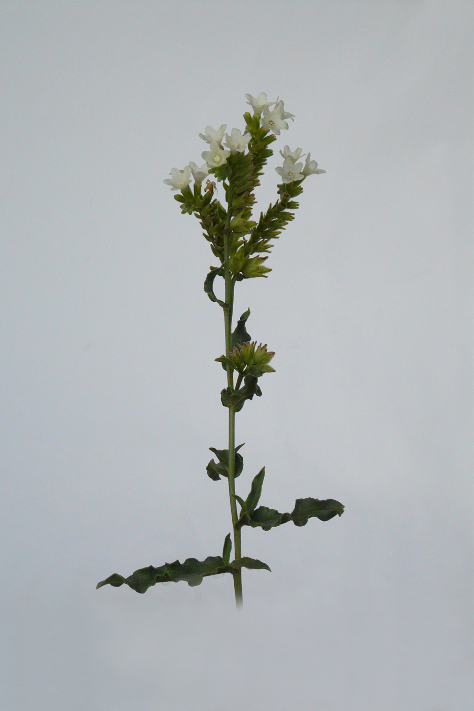 Image of Anchusa pseudochroleuca specimen.