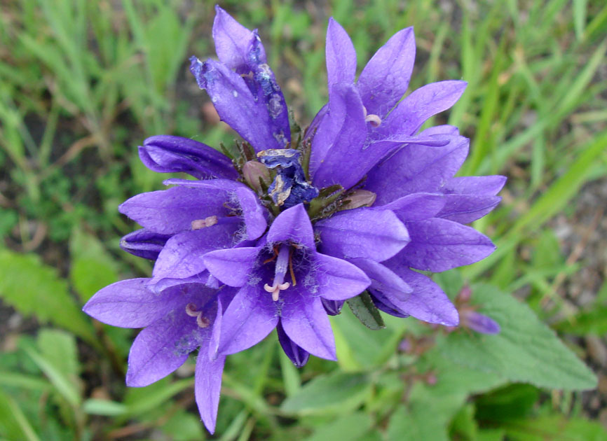 Image of Campanula glomerata specimen.