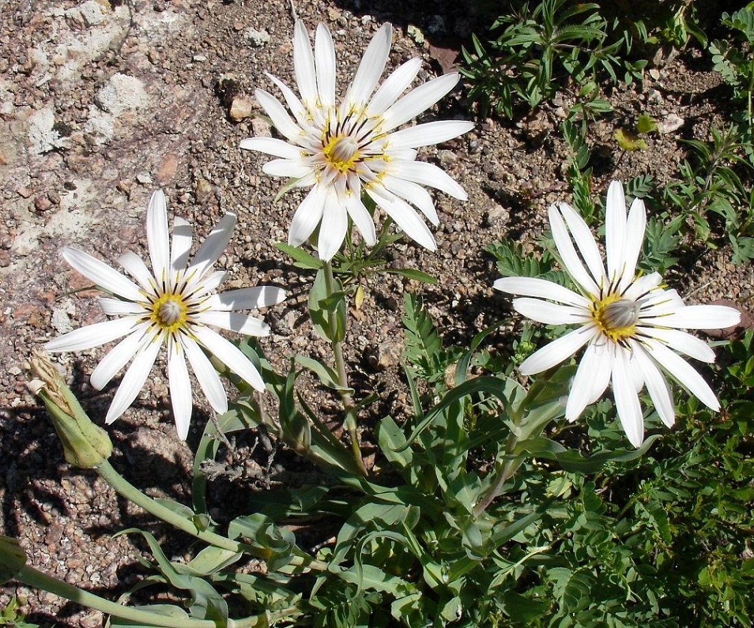 Image of genus Tragopogon specimen.
