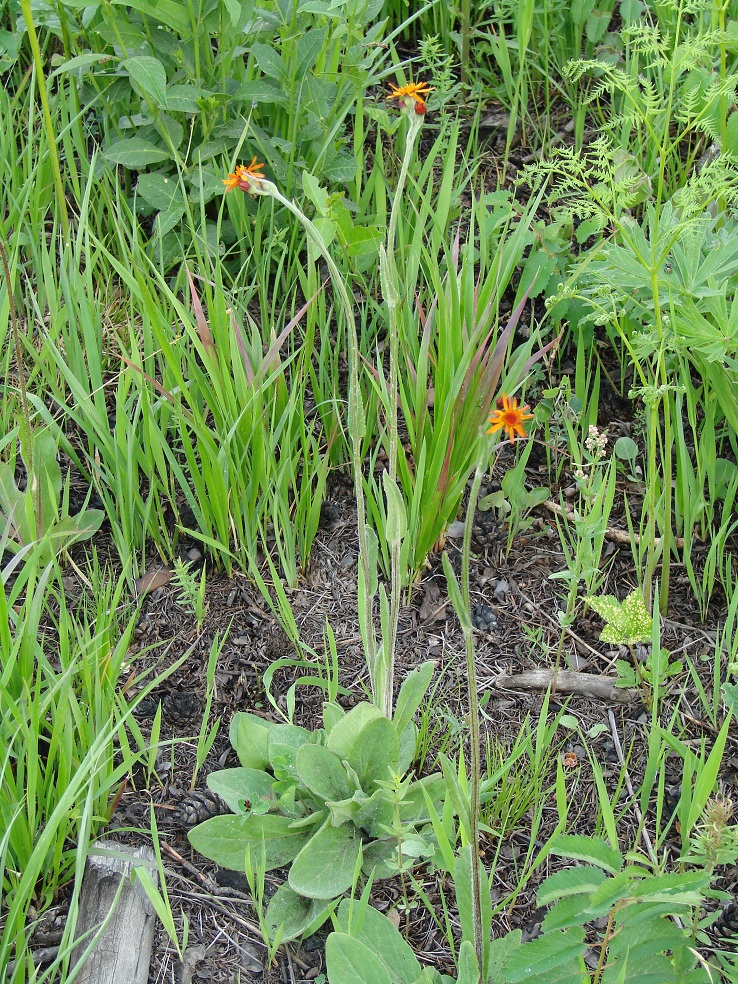 Изображение особи Tephroseris porphyrantha.