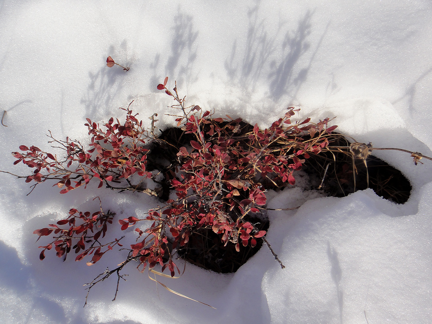 Изображение особи Vaccinium uliginosum.