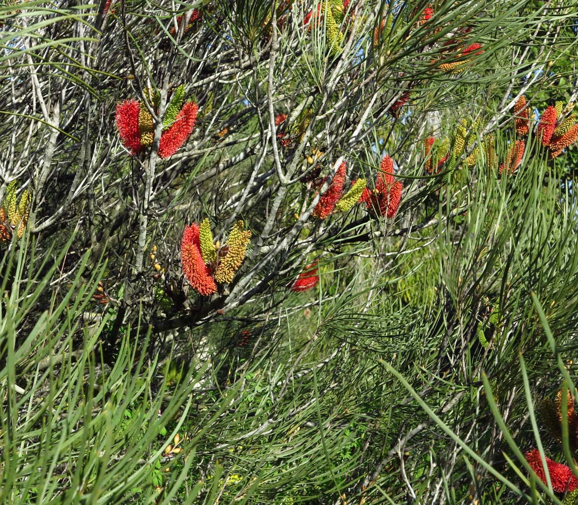 Изображение особи Hakea bucculenta.