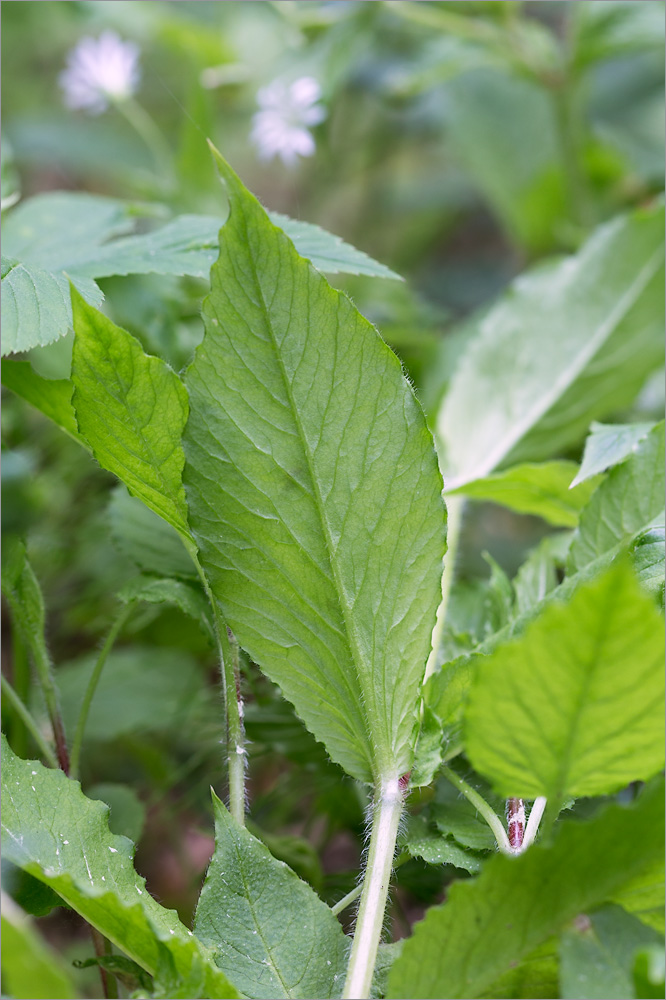 Image of Stellaria nemorum specimen.